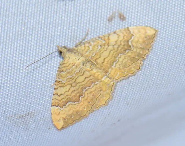 Camptogramma bilineata - kétvonalas sávosaraszoló