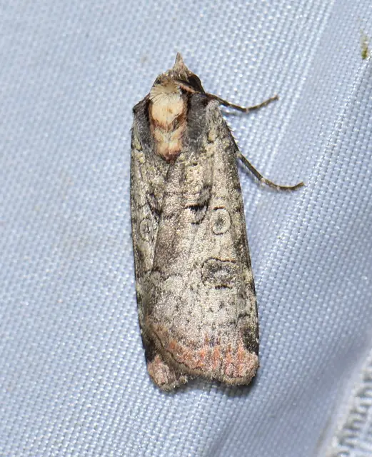 Epilecta linogrisea - karcsú sárgafűbagoly