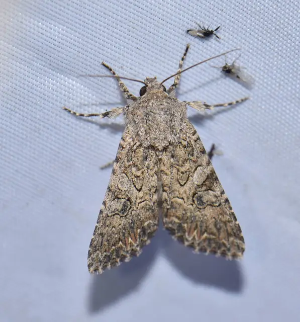 Hadula trifolii - lóherebagoly
