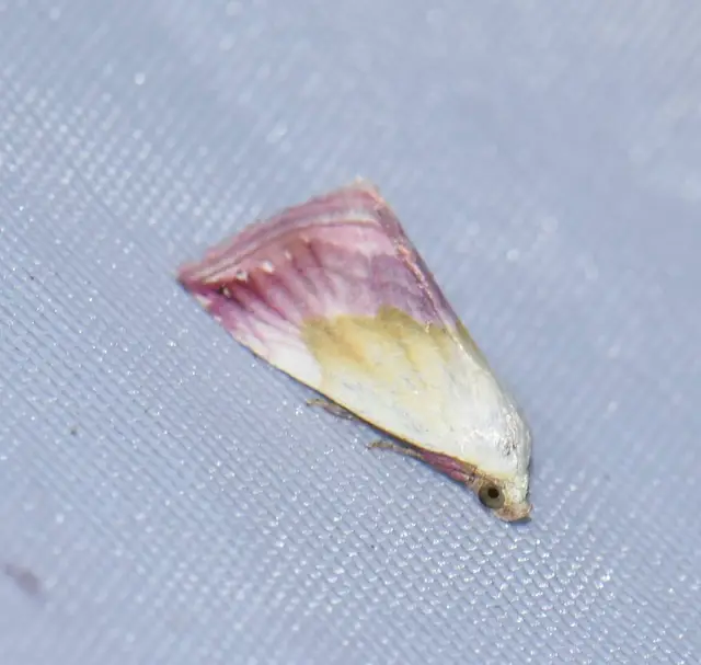 Eublemma purpurina - bíboros törpebagoly