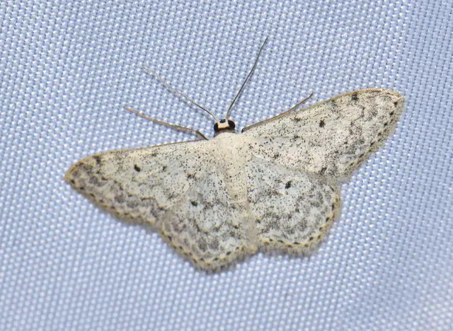 Scopula marginepunctata - pettyes sávosaraszoló
