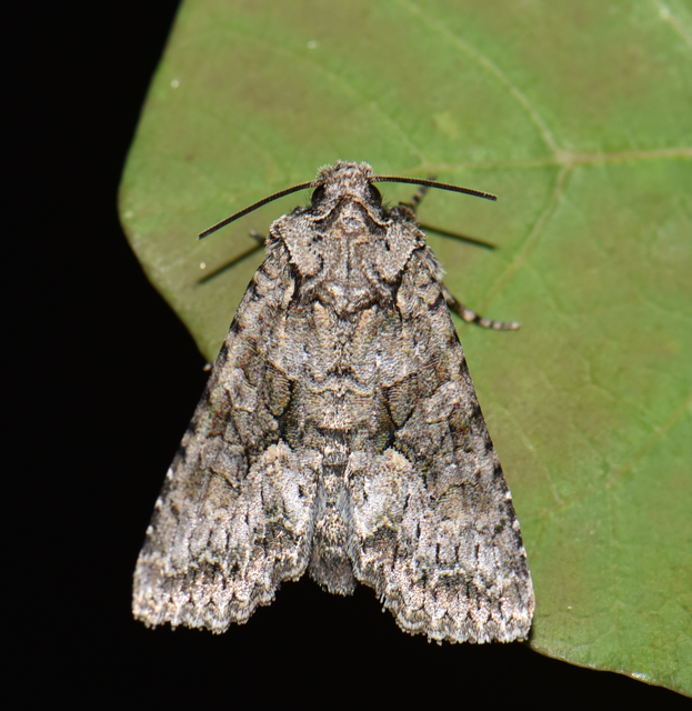 Dryobotodes monochroma - szürke tölgybagoly
