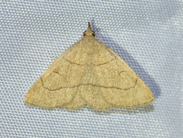Paracolax tristalis - sárgás karcsúbagoly