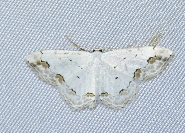 Scopula ornata - díszes fehéraraszoló