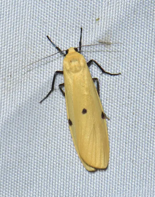 Lithosia quadra - négypettyes zuzmószövő