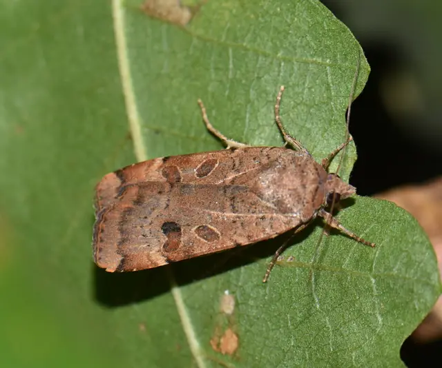 Noctua interposita - köztes sárgafűbagoly