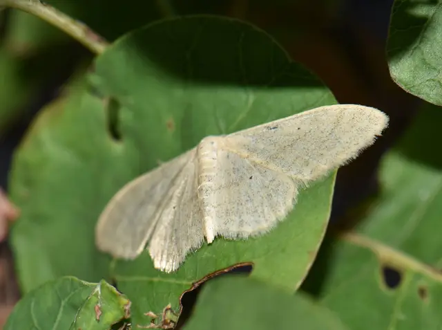 Idaea straminata - szalmasárga sávosaraszoló