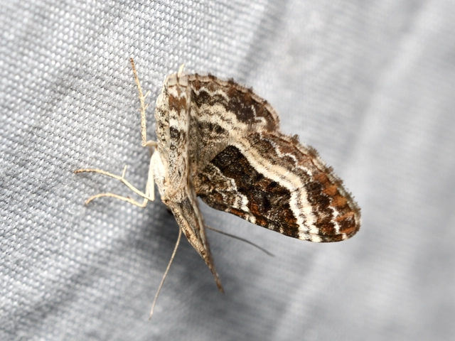 Epirrhoe alternata - galaj-tarkaaraszoló