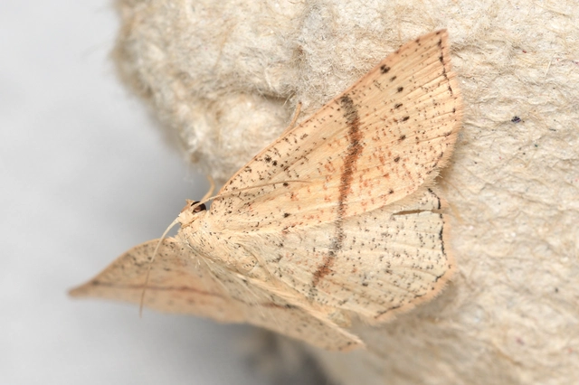 Cyclophora punctaria - sávos pettyesaraszoló