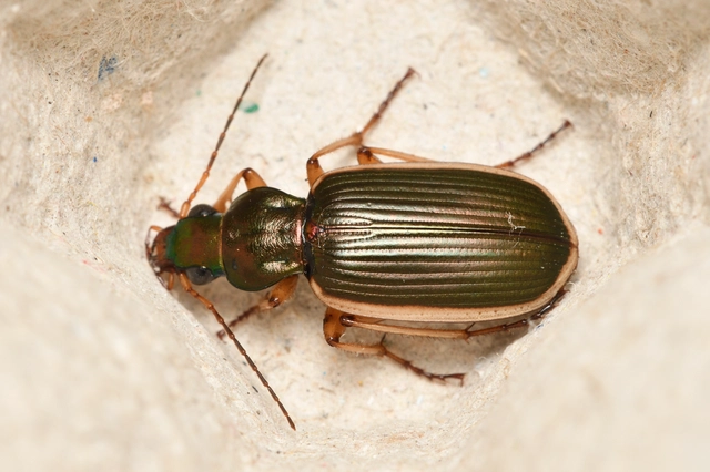 Chlaenius spoliatus - csupasz bűzfutó