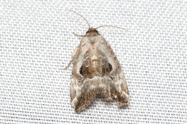 Hapalotis venustula - rózsaszínű mázasbagoly