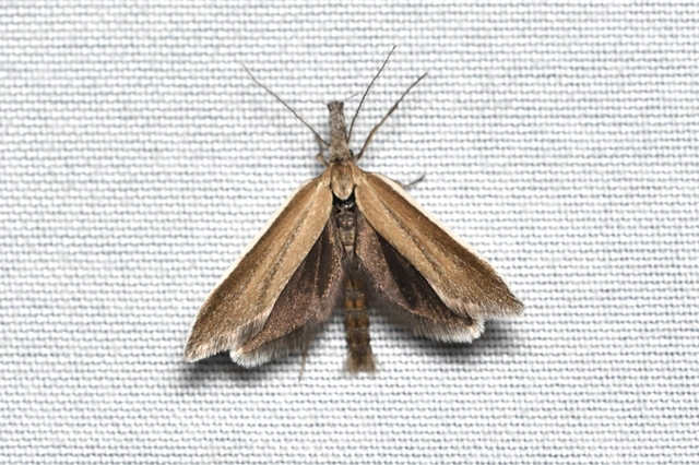 Pleurota marginella - barnasávos csíkosmoly