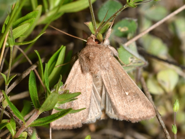 Mythimna albipuncta - fehérpettyes rétibagoly