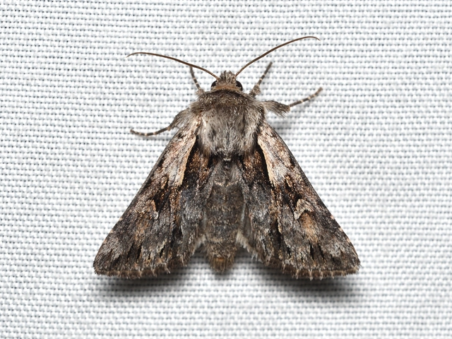 Chloantha hyperici - orbáncfű-sugarasbagoly