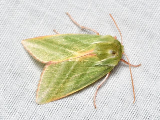 Pseudoips prasinana - bükkfa-zöldbagoly