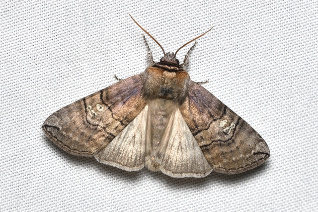 Tethea ocularis - pápaszemes pihésszövő