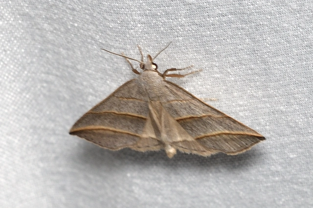 Colobochyla salicalis - háromsávos törpebagoly