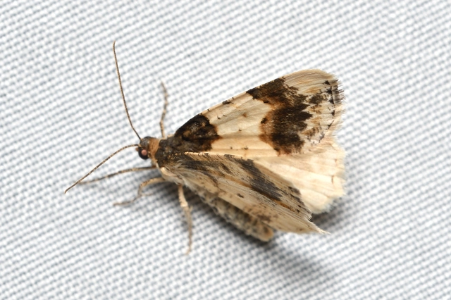 Ligdia adustata - barna levélaraszoló