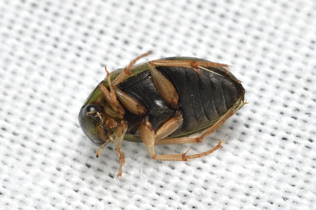 Berosus frontifoveatus - tüskés szemescsibor Berosus frontifoveatus - tüskés szemescsibor