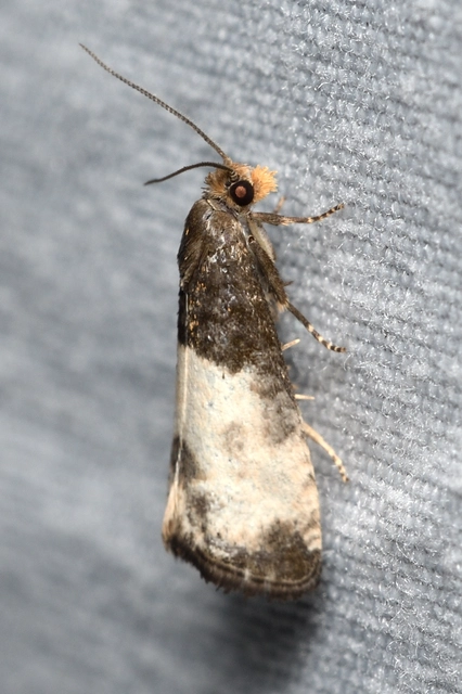Notocelia cynosbatella - rózsahajtás-tükrösmoly
