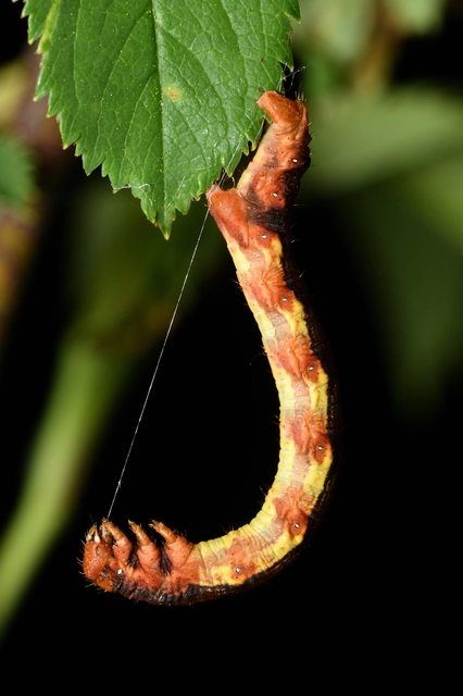 Erannis defoliaria - nagy téliaraszoló