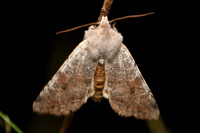 Orthosia incerta - változékony barkabagoly
