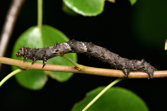 Apocheima pilosaria - zöldes tavasziaraszoló
