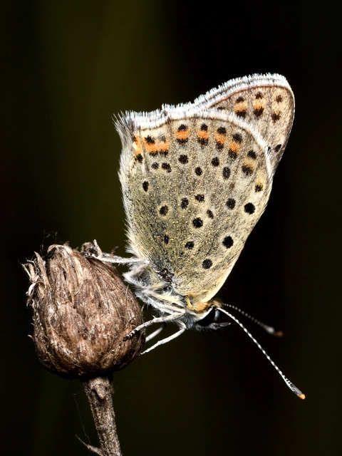 Lycaena tityrus - barna tűzlepke