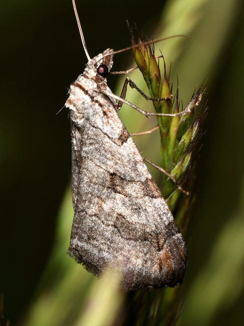 Aplocera plagiata - szürke csíkosaraszoló