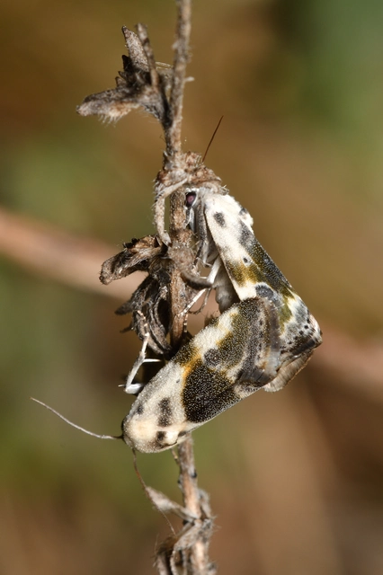 Ponometia candefacta - parlagfűbagoly