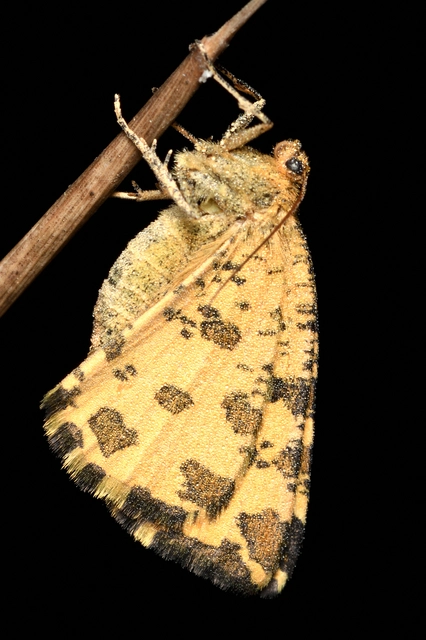 Pseudopanthera macularia - párducfoltos araszoló