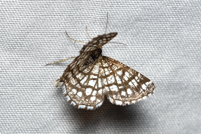 Chiasmia clathrata - rácsos rétiaraszoló