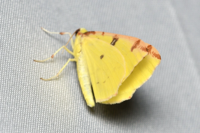 Opisthograptis luteolata - citromsárga araszoló