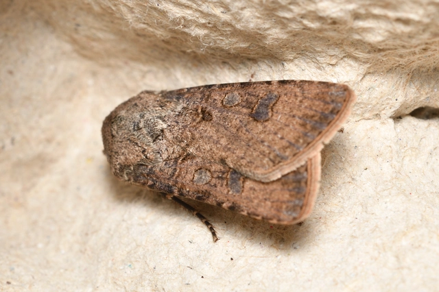 Agrotis segetum - vetési földibagoly