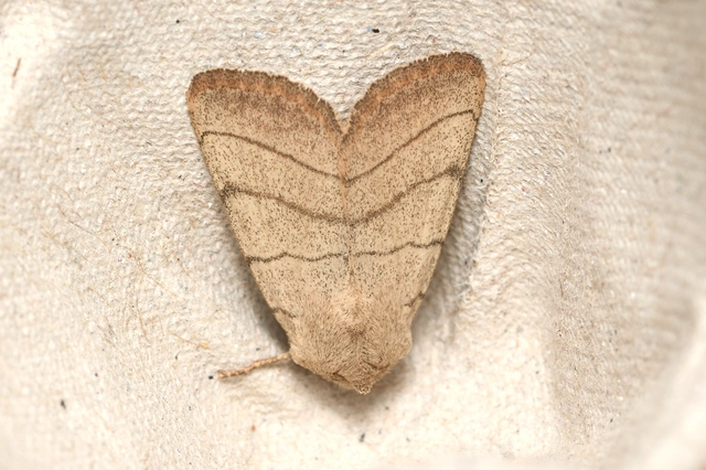 Charanyca trigrammica - háromsávos lombbagoly