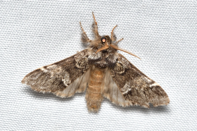 Drymonia dodonea - bélyeges púposszövő