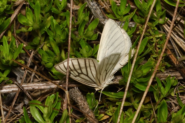 Siona lineata - vonalas fehéraraszoló