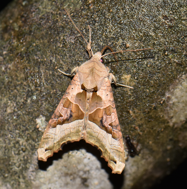Phlogophora meticulosa - vándorló csipkésbagoly