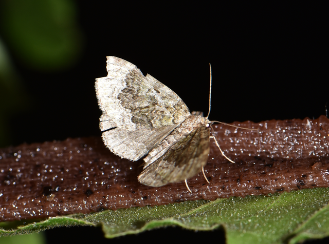 Colostygia olivata - olajzöld levélaraszoló