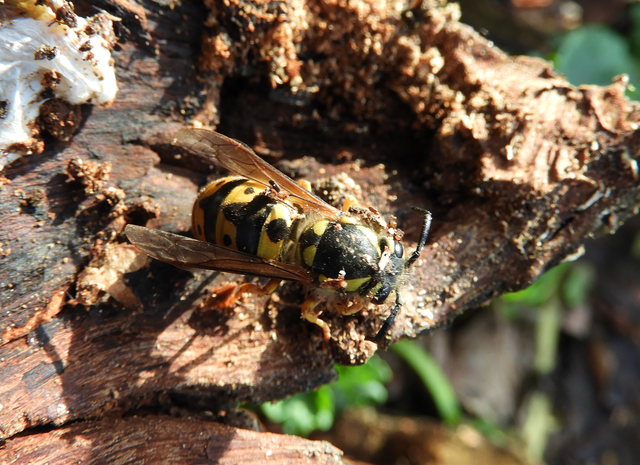 Vespula