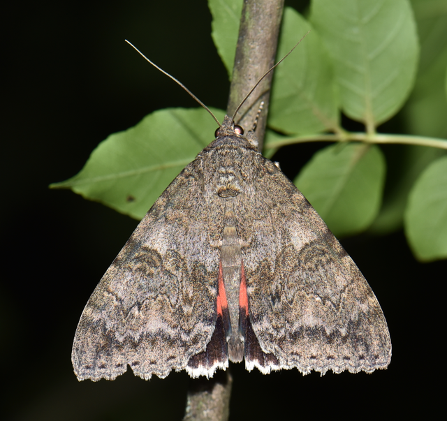Catocala nupta - piros övesbagoly
