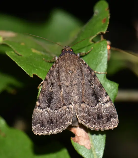 Amphipyra berbera/pyramidea