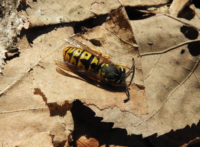 Vespula