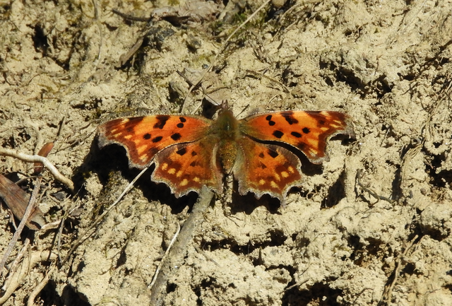Nymphalis c-album - C-betűs lepke