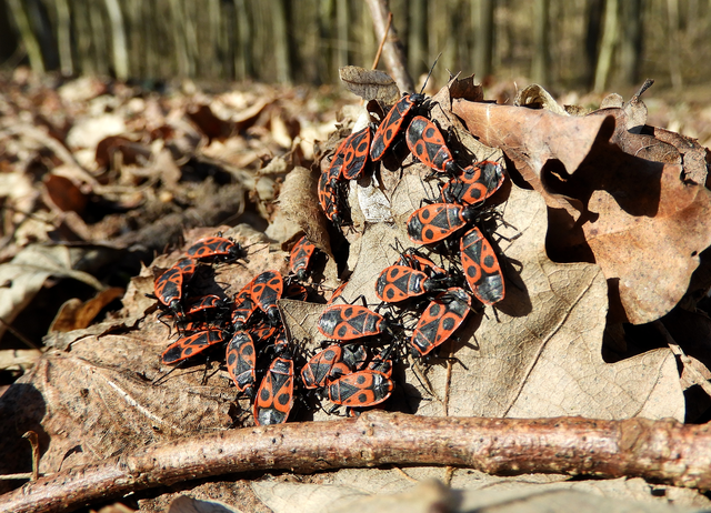 Pyrrhocoris apterus - verőköltő poloska