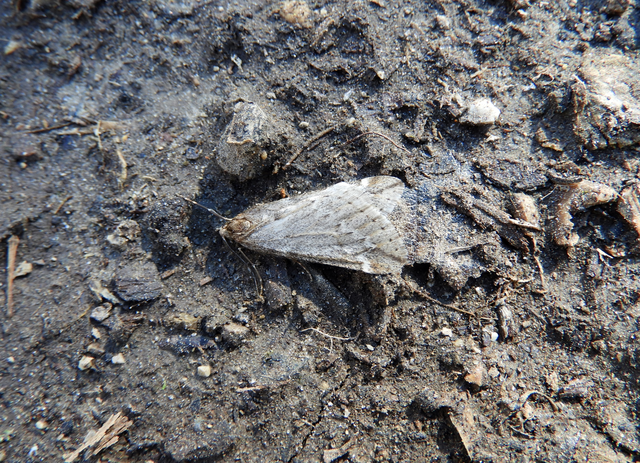 Alsophila aescularia - vadgesztenye-araszoló