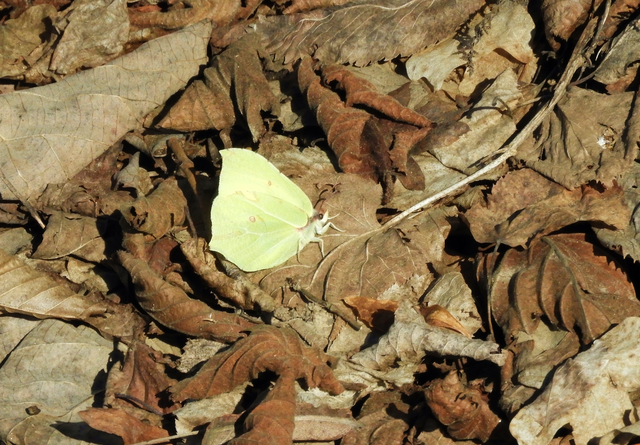 Gonepteryx rhamni - citromlepke