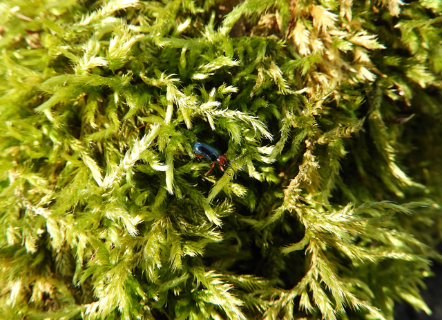 Oulema melanopus/duftschmidi