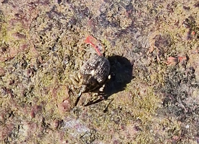 Ceutorhynchus pallidactylus - szőrös repce-ceutormányos