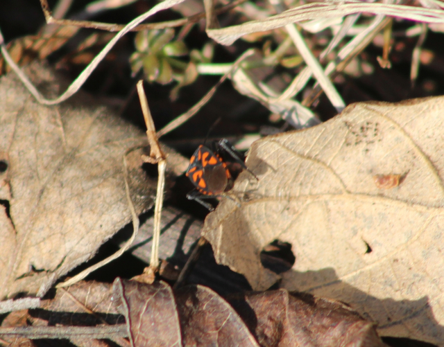 Spilostethus saxatilis - virágbodobács